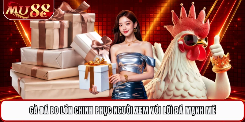 Gà Đá Bo Lớn Chinh Phục Người Xem Với Lối Đá Mạnh Mẽ