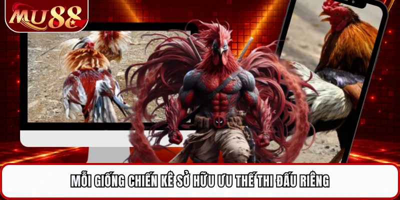Mỗi giống chiến kê sở hữu ưu thế thi đấu riêng